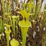 Sarracenia flava var. rugelii 'Bay Co, Florida', near to yellow plant