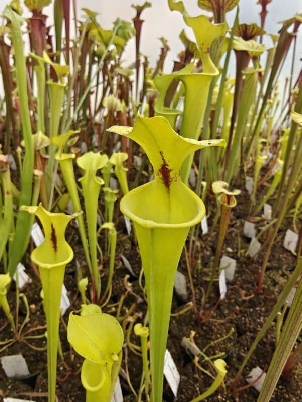 Sarracenia flava var. rugelii 'Bay Co, Florida', near to yellow plant