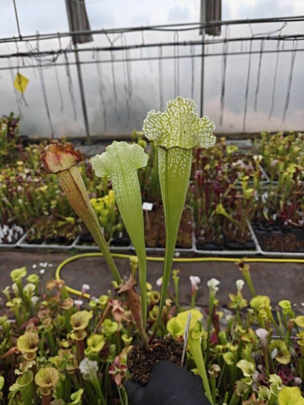 S. x 'White Mitchelliana'