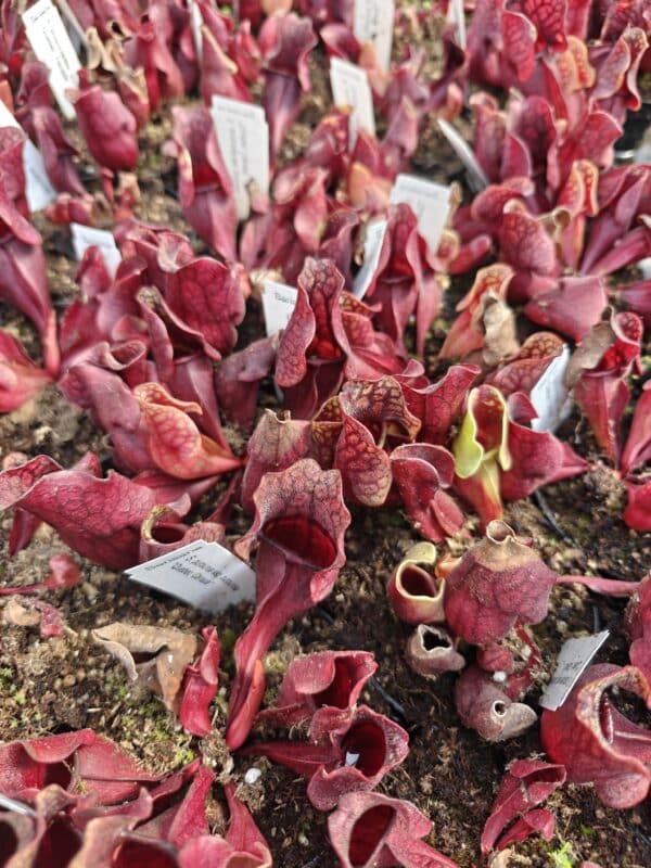 Sarracenia purpurea "Quebec, Canada" - obrazek 2