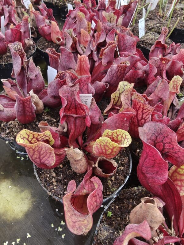Sarracenia purpurea "Quebec, Canada" - obrazek 3