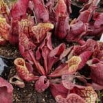 Sarracenia purpurea "Quebec, Canada"