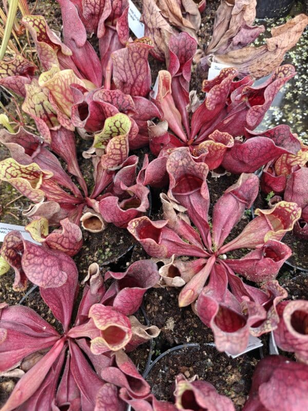 Sarracenia purpurea "Quebec, Canada" - obrazek 5