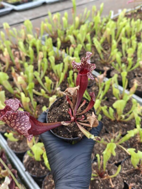 Sarracenia poi X montana A x B - obrazek 2