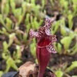 Sarracenia poi X montana A x B
