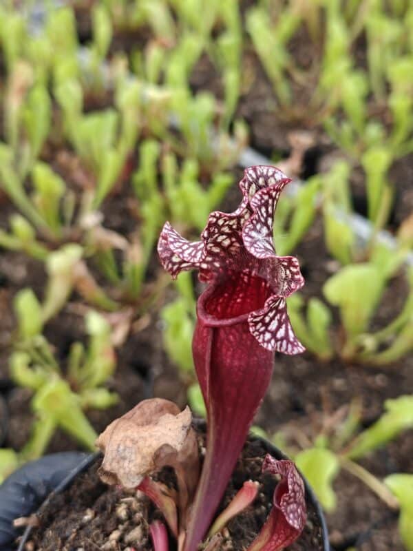 Sarracenia poi X montana A x B